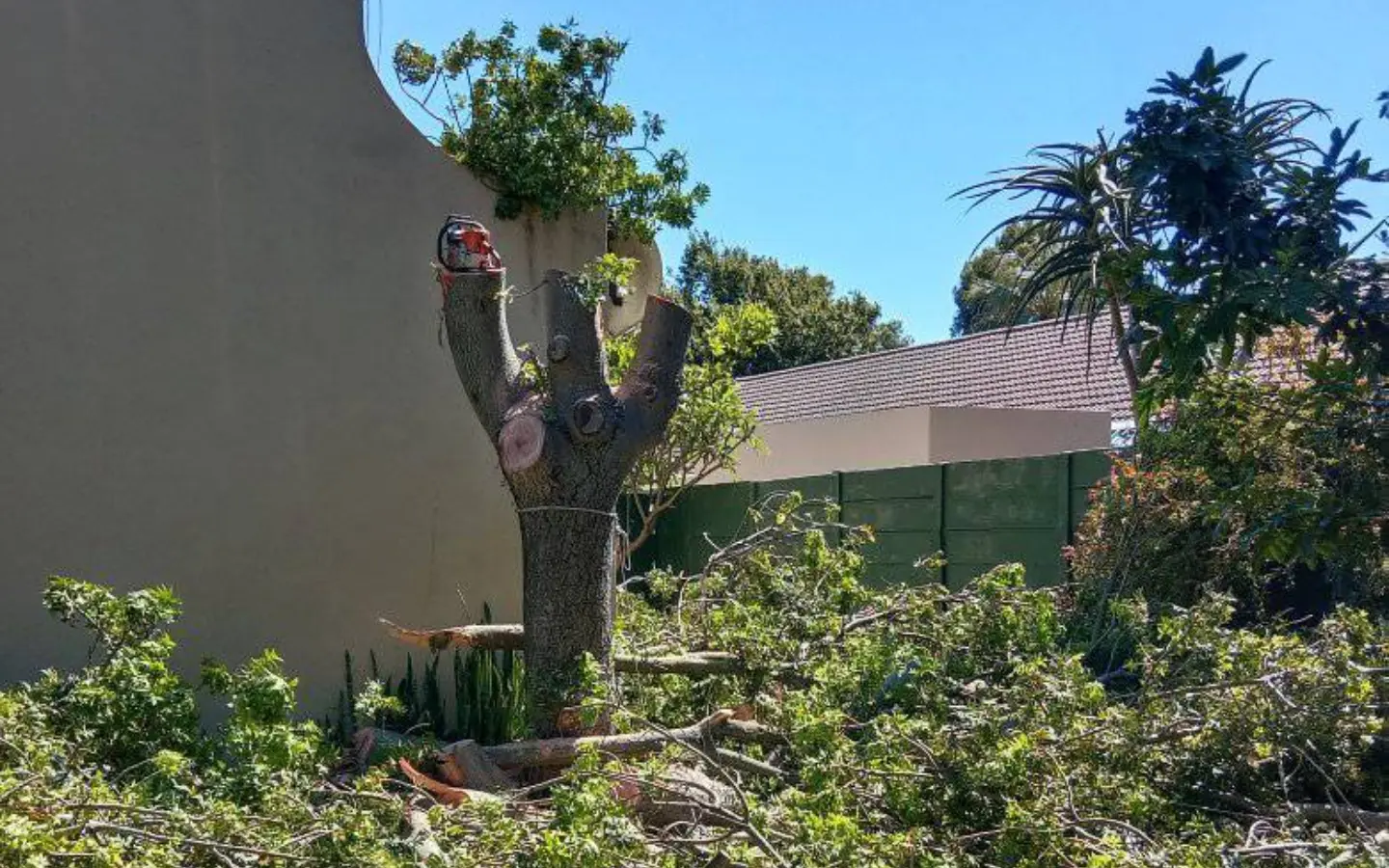 Tree felling somerset west